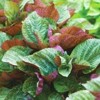 เมล็ดพันธุ์ ใบชิโสะสองสี  100 เมล็ด++Bicolor Perilla (Shiso)