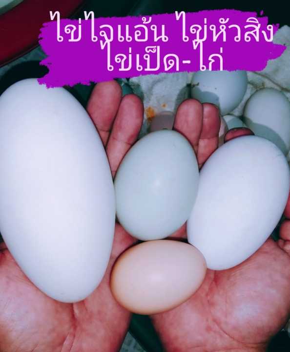 ไข่เชื้อห่านหัวสิงโตสีขาวแท้-ประกันเชื้อ-แพ็คละ1ฟอง-ประกันแตก-รีบสั่งก่อนห่านจะหยุดไข่-ตามฤดูกาล-1ปีไข่1ครั้ง