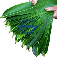 [XBYDZSW] ใบ zongzi ใหม่ 100 ใบ, ใบใหญ่สด, ใบ zongzi แห้ง, ใบ zongzi และเชือกฝ้าย