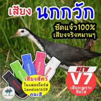 เสียงนกกวัก V7 เสียงต่อนกกวัก ต่อเข้าเร็ว เมม/แฟลชไดร์ฟเสียงต่อนกกวัก มีเก็บเงินปลายทาง เสียงดี ชัด100% ไม่มีโฆษณาแทรก (MP3 เสียงต่อสัตว์)