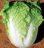 ขายส่ง โปร ลดสุด80% กุหลา Chinese Cabbage Seeds 200 เมล็ด เมล็ดพันธุ์ผัก บอนไซ ต้นไม้จิ๋ว ผักสวนครัว ปลูกผัก เมล็ดพืช เมล็ดผัก เมล็ดพันธุ์ผลไม้ เม็ดข้าวโพด เม็ดพันธุ์ผัก Plants