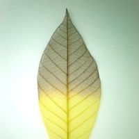 โครงใบไม้ ใบยาง สี Brown/Yellow (Standard Rubber Skeleton Leaves)