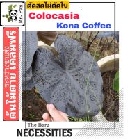 (ตัดสดไม่ตัดใบ) Colocasia Kona Coffee ไม้ Hybrid โคโลคาเซีย โคน่า คอฟฟี่