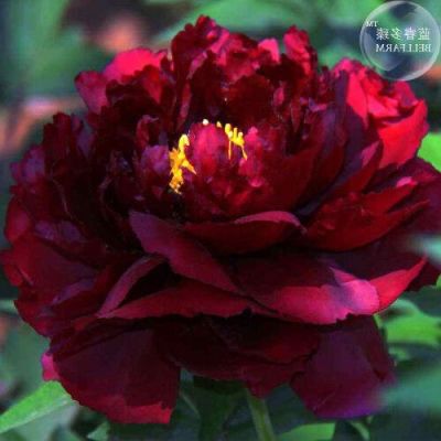 10 เมล็ด เมล็ดโบตั๋น ดอกโบตั๋น ดอกพีโอนี (Peony) สีแดง Red Peony ดอกไม้นี้​เป็นสัญลักษณ์ของความมั่งคั่งร่ำรวย ความซื่อสัตย์ อัตราการงอก 70-80%