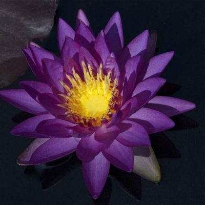 100 เมล็ด เมล็ดบัว สีม่วง นำเข้า บัวนอก สายพันธุ์ของแท้ 100% เมล็ดบัว ดอกบัว ปลูกบัว เม็ดบัว ปลูกในโหลแก้วได้ อัตรางอก 85-90%Lotus Waterlily Nymphaea Seed