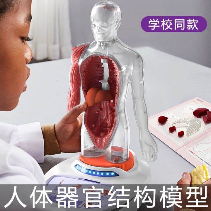 Science can human body skeleton model frame body structure of the