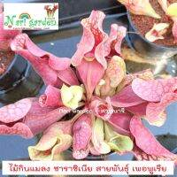 ต้นซาราซิเนีย พันธุ์ Sarracenia purpurea (เพอพูเรีย) (ส่งทั้งกระถาง 3 - 8 นิ้ว) ไม้กินแมลง ใบกระเปราะบานแดงสวย ไม้ประดับแต่งสวย ชอบน้ำ/แดด/ชื้น