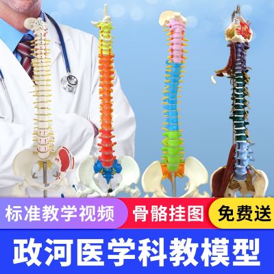 1:1 human spine model the human body vertebra spine model with 45 cm pelvic femoral human body skeleton model