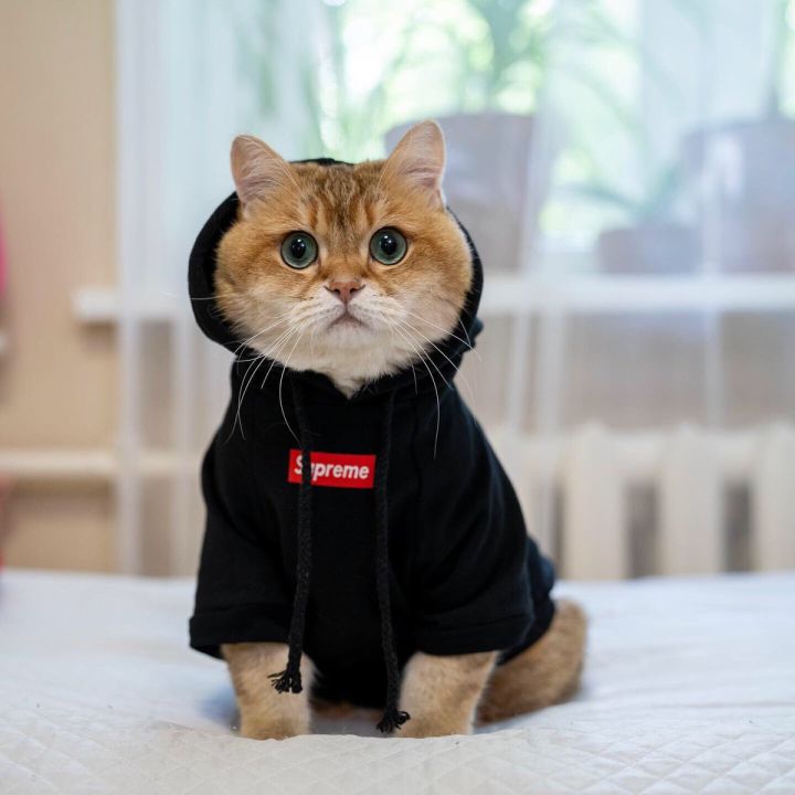 Baju Jaket Anjing Kucing Hewan Lucu Supreme Kaos Dog Cat Shirt | Lazada