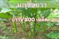 เมล็ดพันธุ์ มะเขือยาวเขียว  มะเขือยาว มะเขือเขียว  200 เมล็ด  ( 10 แถม 1 คละได้)