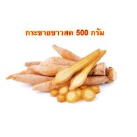 ?สินค้าขายดี? [กระชายขาว 500 กรัม]ขิง ขิงสด ขิงแก่ กระชาย กระชายขาว กระชายสด สมุนไพร ไทย โควิด ต้านไวรัส น้ำขิง น้ำกระชาย สุขภาพ