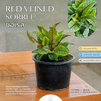 Treeno.9 T496 ซอเรล (Sorrel) กระถาง 6 นิ้ว สูง 35-40 cm. สมุนไพร พืชใบเขียว ลวดลายใบสวย สรรพคุณมากมาย (ต้นไม้)