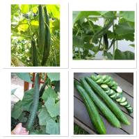 เมล็ดพันธุ์ แตงกวาญี่ปุ่น เทสตี้เจด (Tasty Jade F1 Cucumber Seed) บรรจุ 10 เมล็ด