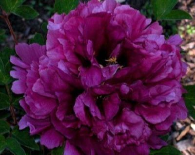 10 เมล็ด เมล็ดโบตั๋น ดอกโบตั๋น ดอกพีโอนี (Peony) สีม่วง Purple Peony ดอกไม้นี้​เป็นสัญลักษณ์ของความมั่งคั่งร่ำรวย ความซื่อสัตย์ อัตรางอก 70-80%