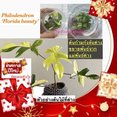 ( โปรโมชั่น++) คุ้มค่า ต้นฟิโลเดนดรอน ฟลอริด้า บิวตี้ ก้ามกุ้งลุ้นด่าง(Philodebdron Florida Beauty Variegated) รองรับเก็บเงินปลายทาง ราคาสุดคุ้ม พรรณ ไม้ น้ำ พรรณ ไม้ ทุก ชนิด พรรณ ไม้ น้ำ สวยงาม พรรณ ไม้ มงคล