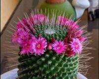 Mammilaria spinosissima unpico แมมสปินโนปิ๊กโก๊