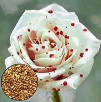 30 เมล็ด เมล็ดพันธุ์ Garden Seeds กุหลาบ กุหลาบสีเลือด White Blood Rose Seeds ดอกใหญ่ นำเข้าจากต่างประเทศ พร้อมคู่มือ เมล็ดสด ใหม่