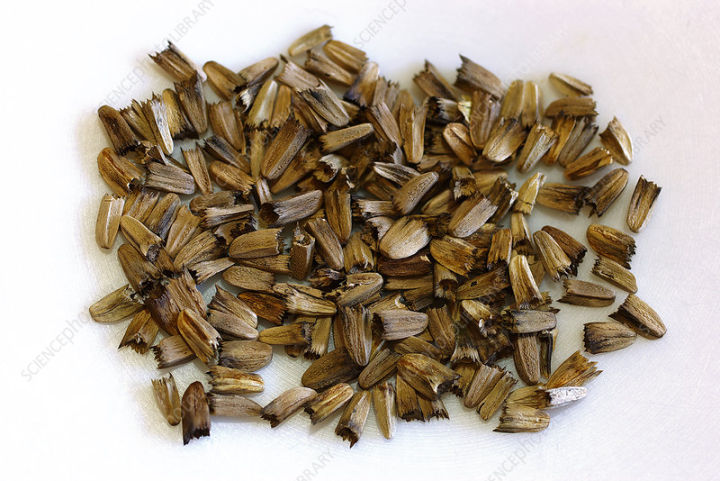 100-เมล็ดพันธุ์-เมล็ด-เมล็ดพันธุ์-เอ็กไคนาเซีย-หรือ-โคนฟลาวเวอร์-echinacea-coneflower-seeds-อัตราการงอก-80-85
