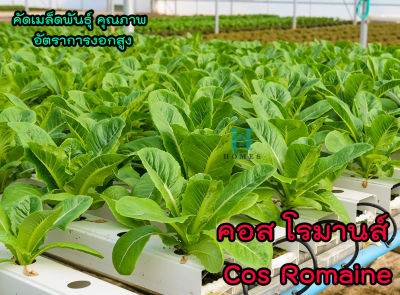 เมล็ดพันธุ์ผักสลัด คอส โรมานส์ (Cos Romaine) ผักสลัด ผักไฮโดรโปนิกส์