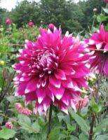 1 หัว/ออเดอร์ รักเร่ Dahlia สายพันธุ์ Englands Glory หัวรักเร่ ดอกไม้ หัวหน่อ เหง้า นำเข้า เนเธอร์แลน หัวสดใหม่