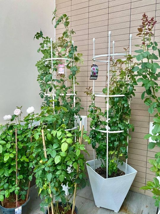 ขาว-โครงไม้เลื้อย-โครงกุหลาบ-rose-arch-rose-trellis-ivy-arch-climbing-plant-support-cage-garden-trellis-flowers-stand-rings-tomato-support-durable-creative-adjustable-climbing-vine-racks-white-color