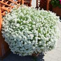 เมล็ดพันธุ์ ดอก อลิสซั่ม ไวท์สวีท (White Sweet Alyssum Seed) บรรจุ 1000 เมล็ด คุณภาพดี ราคาถูก ของแท้ 100%