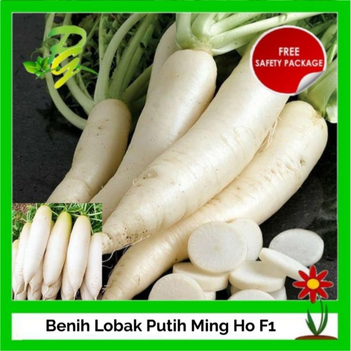 Benih Lobak Putih Ming Ho F1 Lazada Indonesia