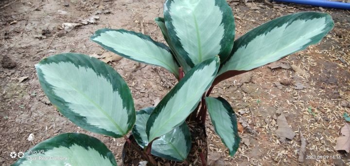 คล้าถุงเงิน-คล้าใบเงิน-คล้าอาร์เจนเตีย-calathea-ไม้มงคลส่งเสริมการทำมาค้าขึ้น-เก็บเงินได้เป็นกอบเป็นกำ-ใบสามารถตัดปักแจกันได้ดีและทนทาน-ถุงดำขนาด3-5-7นิ้ว