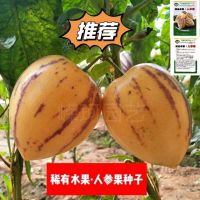 fruit sowing rare characteristic heart high-yield and vegetable balcony potted plants