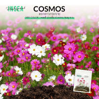 เมล็ดพันธุ์ 350 เมล็ด ดาวกระจายเซนเซชั่น ดอกคอสมอส Sensation Cosmos Flower พันธุ์แท้ PO นำเข้า - ? Insea อินทรี (พร้อมส่ง)