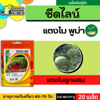 ซีดไลน์ ?? แตงโมลูกผสม พูม่า ขนาดบรรจุประมาณ 20 เมล็ด อายุเก็บเกี่ยว 65-75 วัน