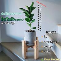 ?สินค้าขายดี? [✔️รับขาตั้ง] ต้นไทรใบสัก(แคระ) FIDDLE FIG พร้อมกระถางปูน+จานรอง+เม็ดPOPPER+ขาตั้ง