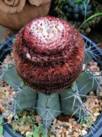 เมโล แคคตัส Melocactus amoenus สวยแปลกตา จัดส่งเป็นต้น