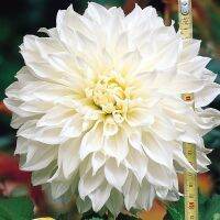 1 หัว/ออเดอร์ รักเร่ Dahlia สายพันธุ์ White Perfection หัวรักเร่ ดอกไม้ หัวหน่อ เหง้า นำเข้า เนเธอร์แลน หัวสดใหม่