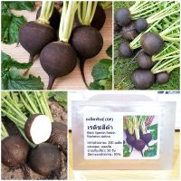 เมล็ดพันธุ์ แรดิชสีดำ (Black Spanish Radish Seed) 200 เมล็ด คุณภาพดี ราคาถูก ของแท้