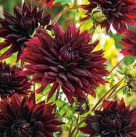 1 หัว/ออเดอร์ รักเร่ Dahlia Bulb สายพันธุ์ Black touch หัวรักเร่ ดอกไม้ หัวหน่อ เหง้า นำเข้า เนเธอร์แลน หัวสดใหม่