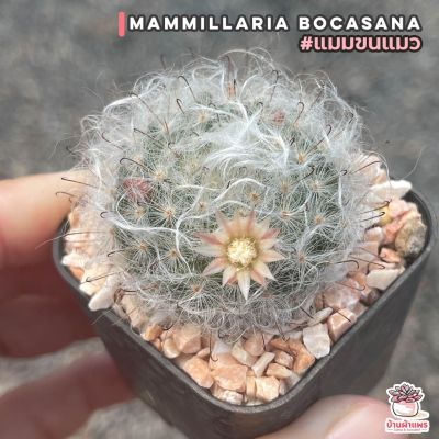 ( PRO+++ ) โปรแน่น.. แมมขนแมว Mammillaria Bocasana แคคตัส เพชร cactus&amp;succulent ราคาสุดคุ้ม พรรณ ไม้ น้ำ พรรณ ไม้ ทุก ชนิด พรรณ ไม้ น้ำ สวยงาม พรรณ ไม้ มงคล