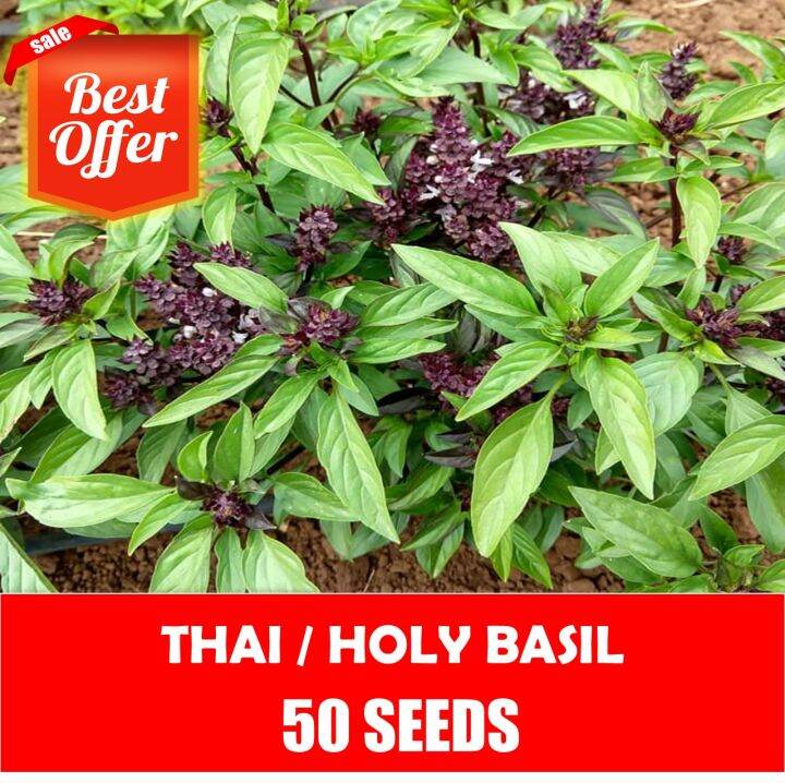 Thai Basil Seeds Vegetable Seeds Lazada PH   253c656e088fea015da5dff35c4b0029  720x720q80 