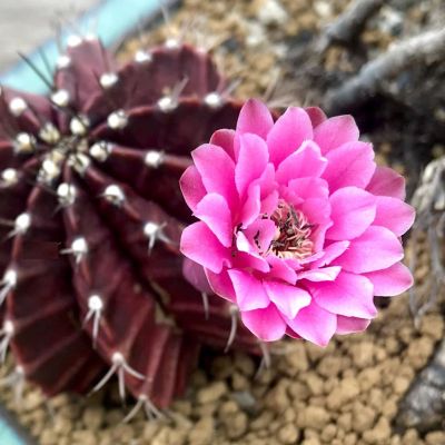 Plants Center พร้อมส่ง(zimd) กระบองเพชร แคคตัส cactus  Gymnocalycium mihanovichii f. rubra purple 6-7cm grafting ไม้ตัดกราฟ