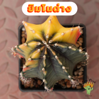 Beepees cactus ยิมโนด่างแคคตัส ยิมโนไม้เมล็ด Gymnocalycium ยิมโนด่าง คัดด่างสวย ไซส์ใหญ่ๆ ไม้เมล็ดไซส์แม่พันธ์ุ พร้อมส่ง