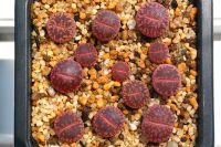 15 เมล็ด ไลทอป กระบองเพชร ไม้อวบน้ำ กุหลาบหิน แคคตัส Living Stones Lithops Castus สายพันธุ์ aucampiae ‘Rudesheim Ruby’