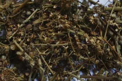 หญ้าดอกขาว หญ้าดอกขาวแห้ง หญ้าหมอน้อย ขนาด 1 กิโลกรัม Little ironweed ลดความอยากอาหาร เลิกบุหรี่ มีสรรพคุณมากมาย กินง่าย มีรสชาติดีเยี่ยม ควรระวังในการใช้ในผู้ป่วยโรคหัวใจและโรคไตเนื่องจากสมุนไพรชนิดนี้มีโพแทสเซียมสูง