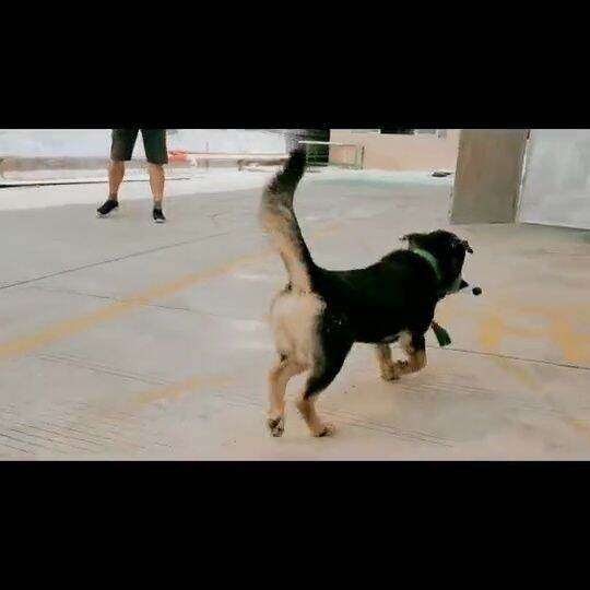 Mimics Dead Duck Bumper Toy For Training Puppies Or Hunting Dogs