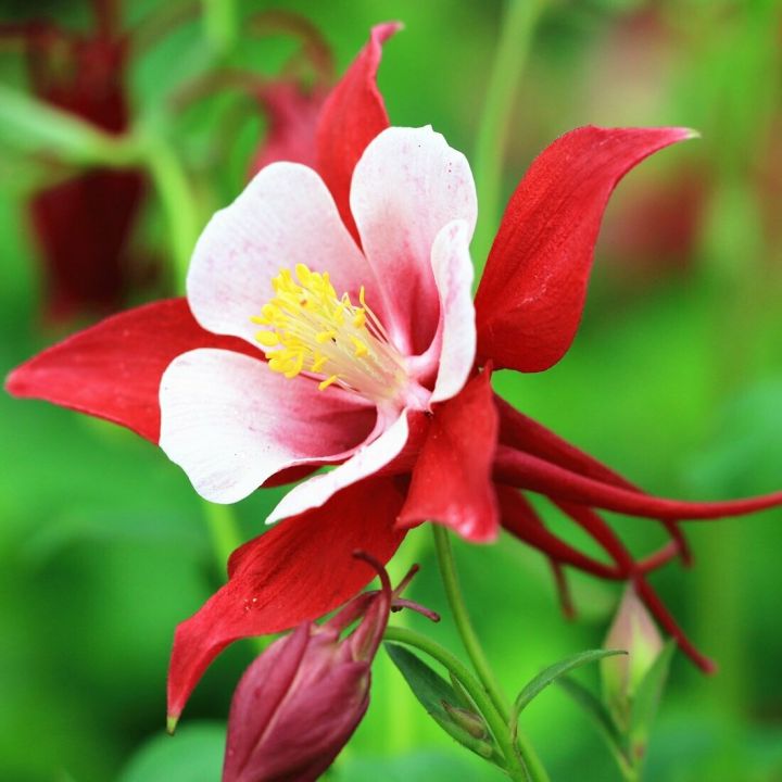 20-เมล็ดพันธุ์-bonsai-เมล็ด-ดอกโคลัมไบน์-columbine-เป็นดอกไม้ประจำรัฐ-colorado-columbine-flower-seed-อัตราการงอกของเมล็ด-80-85