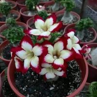 4 เมล็ด เมล็ดพันธุ์ ชวนชม สายพันธุ์ Leia สีแดง ออกดอกทั้งปี กุหลาบทะเลทราย Desert Rose Adenium Flower Seeds ราชินีบอนไซ