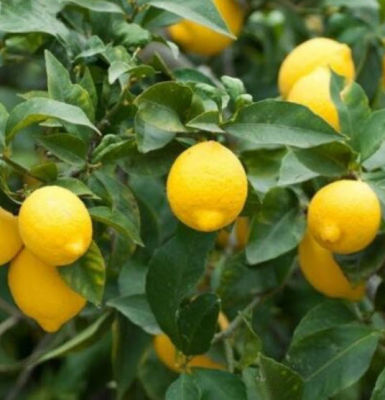 ต้น เมเยอร์ เลม่อน Meyer Lemon สูง 50-70 ซ.ม. เลมอนเมเยอร์ ไม้ผลสไตล์อเมริกัน