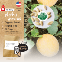 เมล็ดผลไม้นำเข้า เมล่อน เนื้อเขียว Arava Melon (Organic Seed) Non-GMO