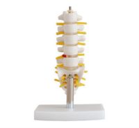Small model belt lumbar model spine Small five lumbar lumbar spine model with coccyx model