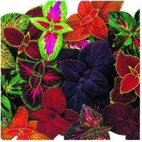 50 เมล็ด เมล็ดพันธุ์ ฤาษีผสม Coleus seed อัตราการงอกสูง 80-90% มีคู่มือปลูก