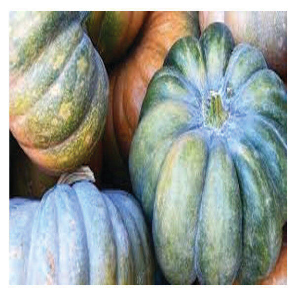 Kalabasa / Butternut Squash / Pumpkin (Pia F1) Easy Go Grow Vegetable